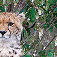 Cheetah Cub